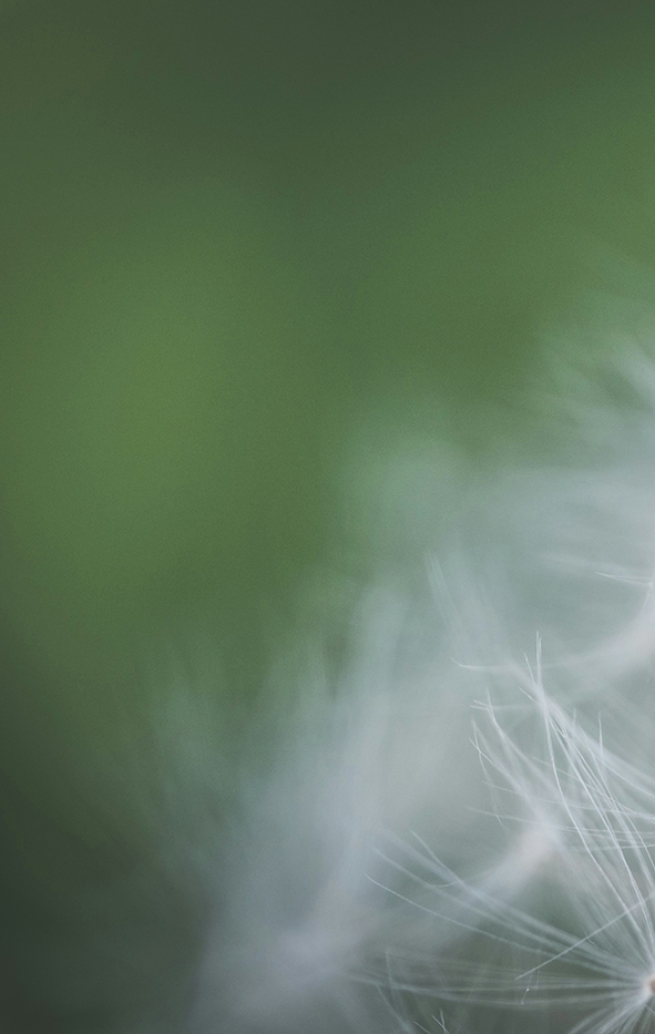Close up of Dandelion wisps in bloom LEFT side of photo
