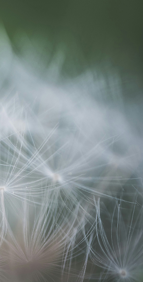 Close up of Dandelion wisps in bloom RIGHT side of photo